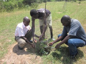 BIRUDO Executive Director and Director Finance Monitoring BIRUDO Tree planting project in Buliisa Town Council